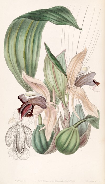 Coelogyne speciosa - Miss Drake